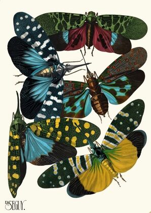 Insectes Pl.08