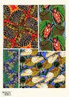 Insectes Pl.11