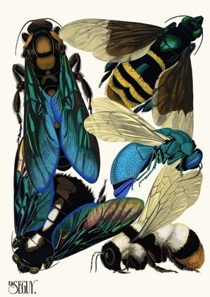 Insectes Pl.16