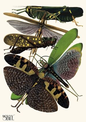 Insectes Pl.19
