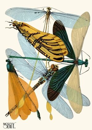 Insectes Pl.20