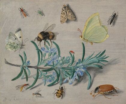 Insects and a Sprig of Rosemary (1653)