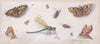 Insects, Butterflies, and a Dragonfly (17th century)