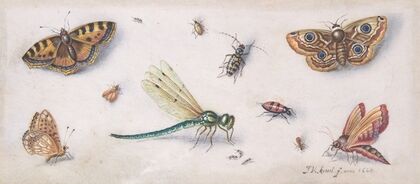 Insects, Butterflies, and a Dragonfly (17th century)