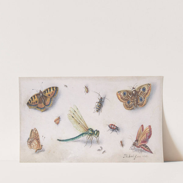 Insects, Butterflies, and a Dragonfly (17th century) by Jan Van Kessel The Elder