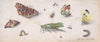 Insects, Butterflies, and a Grasshopper (17th century)