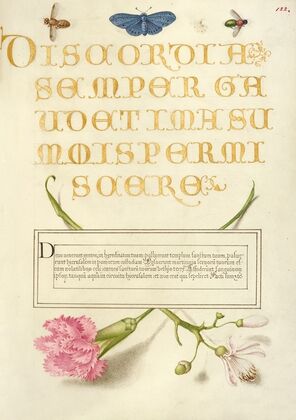 Insects, Carnation, and Judas Tree (1561–1596)