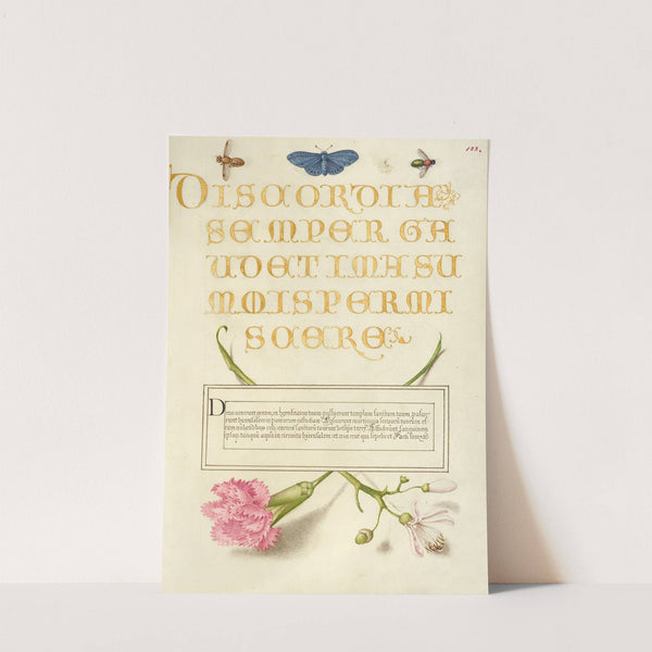 Insects, Carnation, and Judas Tree (1561–1596) by Joris Hoefnagel