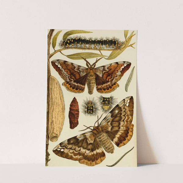 Insects I by Frederick McCoy