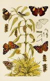 Insects II