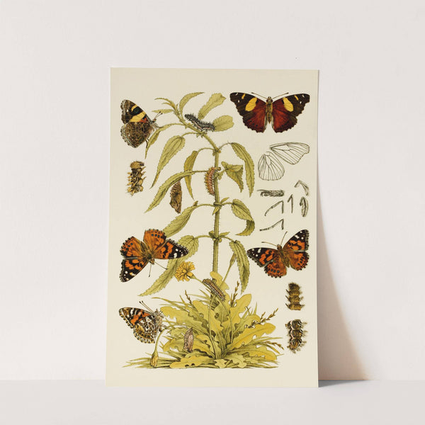 Insects II by Frederick McCoy
