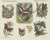 Insekten (dagvlinders) (1875-1919)