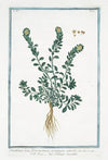 Ionthlaspi, luteo flore, incanum, montanum – Talaspi Sassatile. (Alpine pennycress)