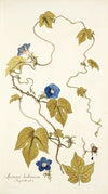 Ipomoea hederacea