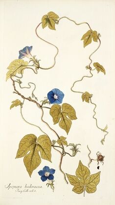 Ipomoea hederacea