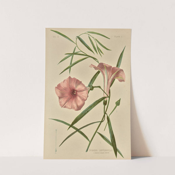 Ipomoea Leptophylla (1879) by Louis Prang