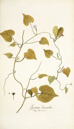 Ipomoea leucantha
