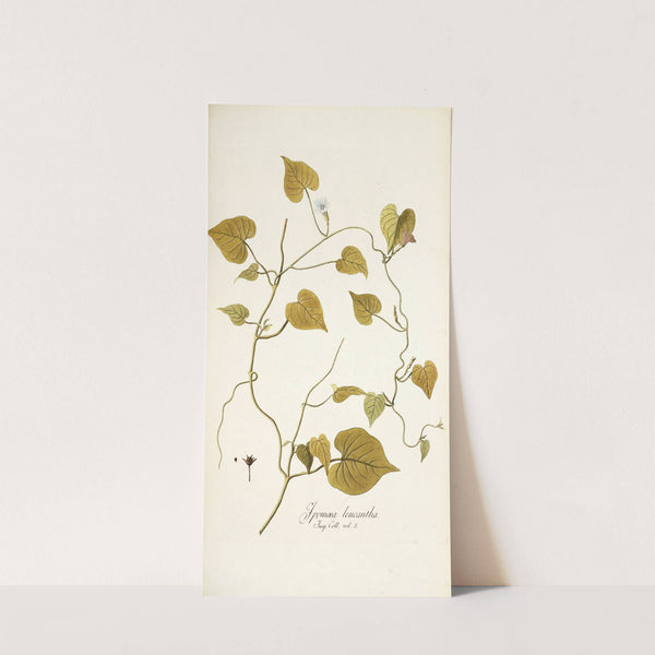 Ipomoea leucantha by Nikolaus Joseph Freiherr von Jacquin