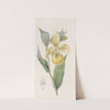 Irapean Lady&#039;s Slipper or Pelican flower by Sydenham Edwards