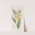 Irapean Lady&#039;s Slipper or Pelican flower by Sydenham Edwards