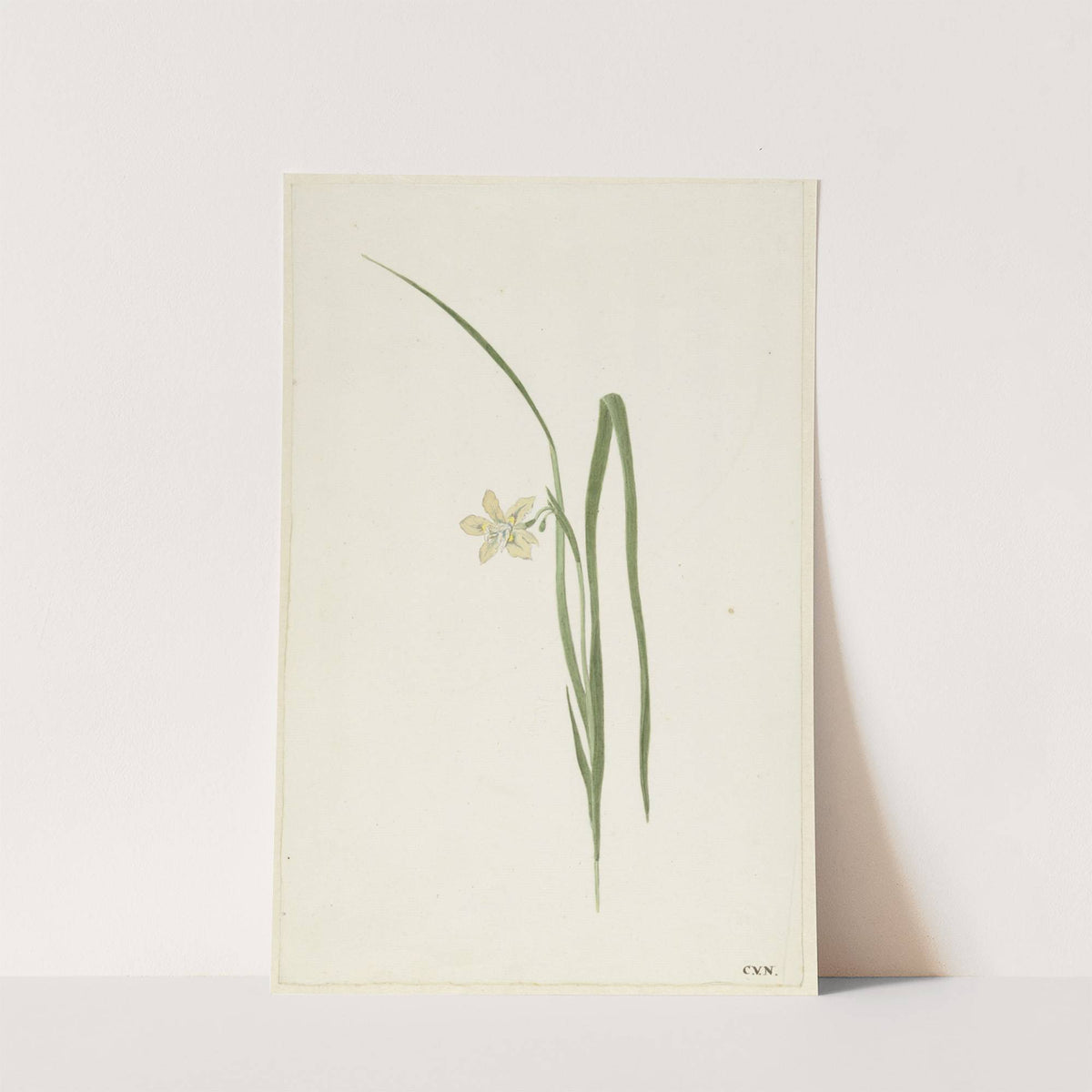Iris by Cornelis van Noorde