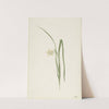 Iris by Cornelis van Noorde
