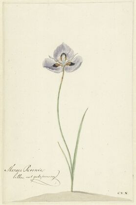 Iris