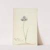 Iris by Cornelis van Noorde