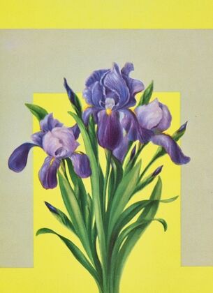 Iris