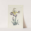 Iris by Carington Bowles