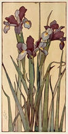Iris