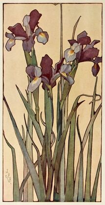 Iris