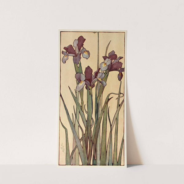 Iris by Jane P. Baker