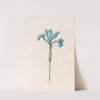 Iris (1692) by Magdelena Rosina Funck