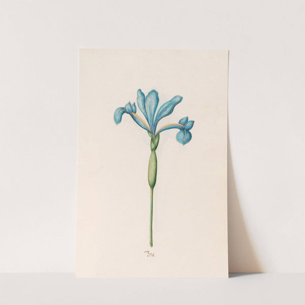Iris (1692) by Magdelena Rosina Funck