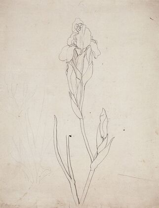 Iris