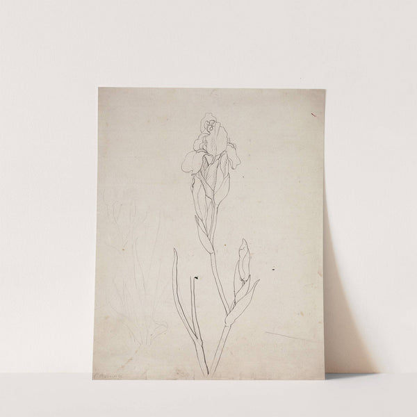 Iris by Philipp Otto Runge