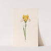 Iris (1692) by Magdelena Rosina Funck