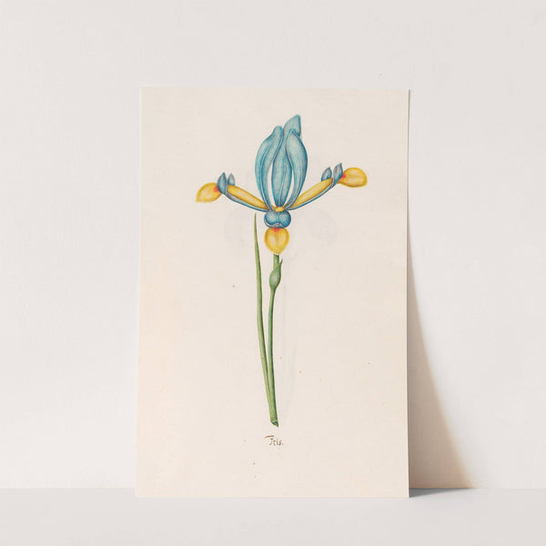 Iris (1692) by Magdelena Rosina Funck