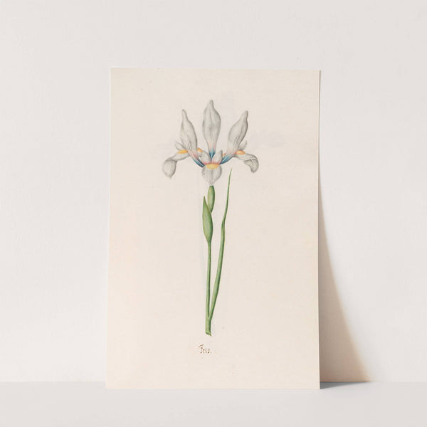 Iris (1692) by Magdelena Rosina Funck