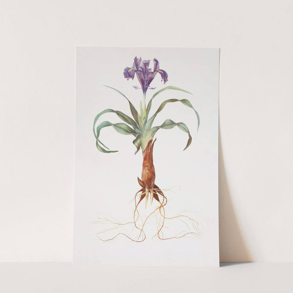 Iris alata (1913) by William Rickatson Dykes