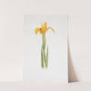 Iris aurea (1913) by William Rickatson Dykes