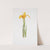Iris aurea (1913) by William Rickatson Dykes