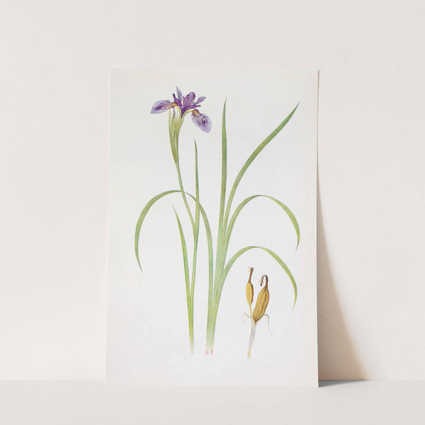 Iris Bulleyana (1913) by William Rickatson Dykes