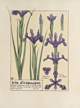 Iris d’espangne