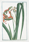 Iris faetidissima, seu Xyris – Spatola fotida – Glayeul puant. (Iris foetidissima, Stinking Iris, Roast beef plant)
