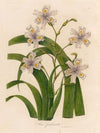 Iris fimbriata (1818-1824)