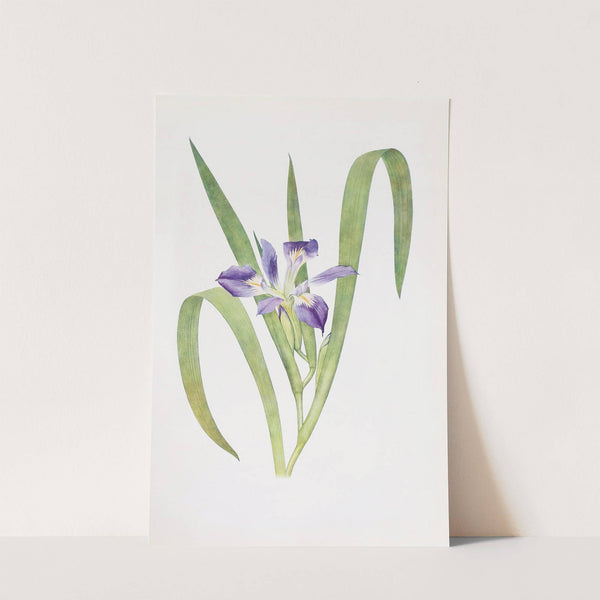 Iris foliosa (1913) by William Rickatson Dykes