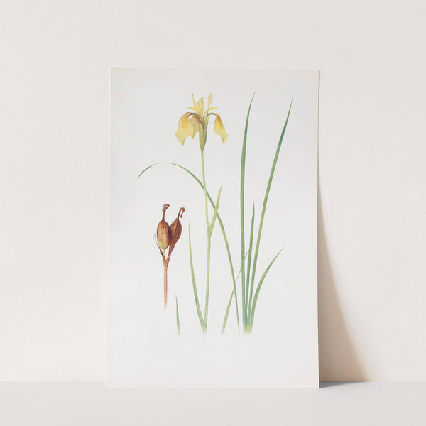 Iris Forrestii (1913) by William Rickatson Dykes