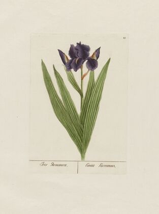 Iris Germanica (1797–1810)